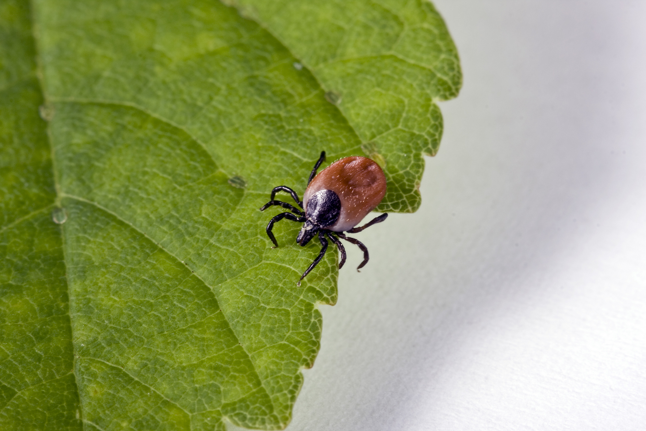 Lyme Disease: Looking Beyond Borrelia