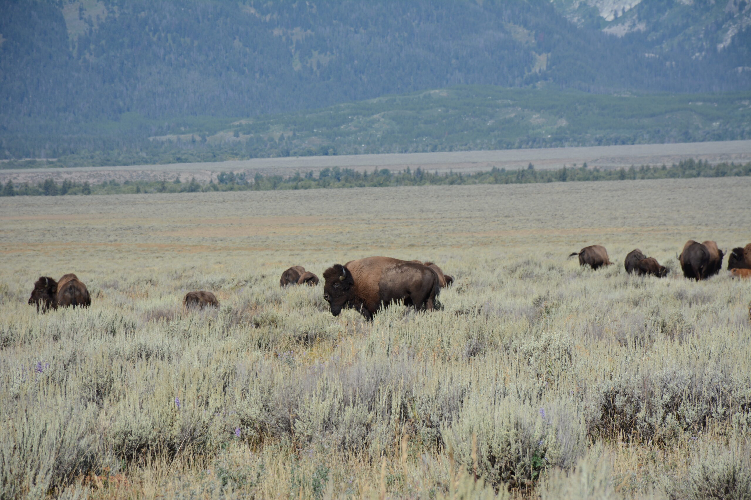 We Found the Bison!