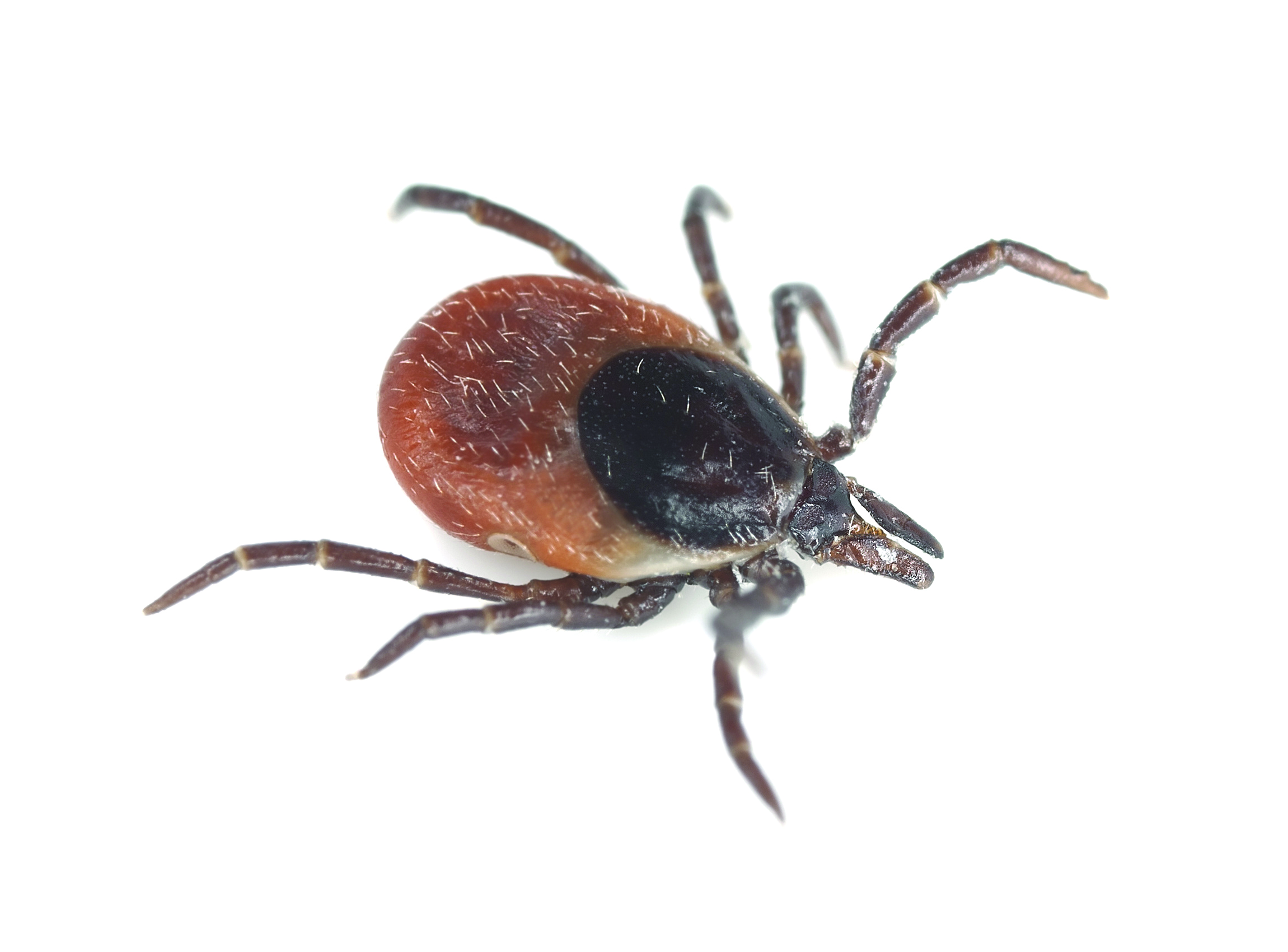 Tick Talk – Prevention is, by Far, the Best Medicine