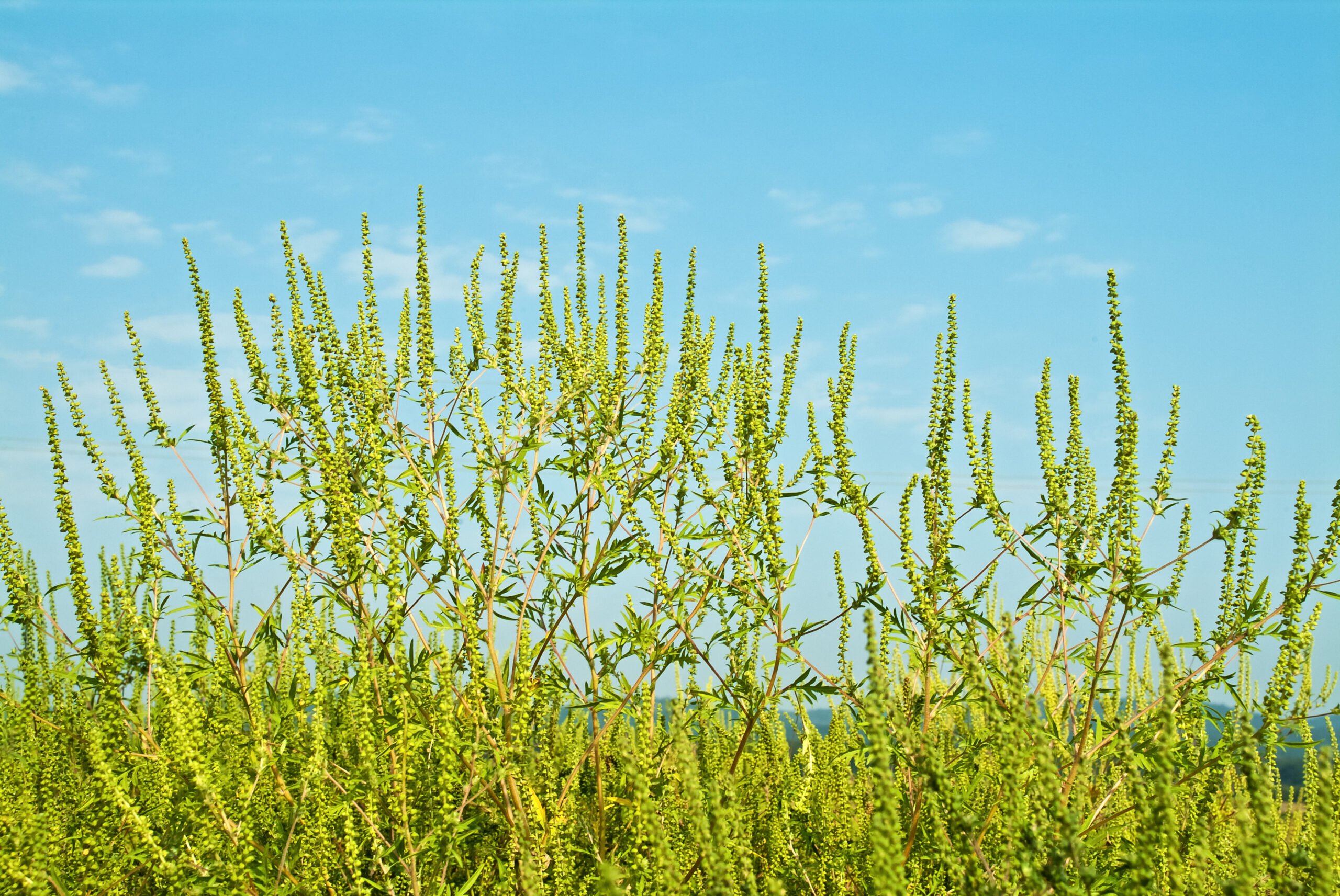 Ragweed: The Anguish of August