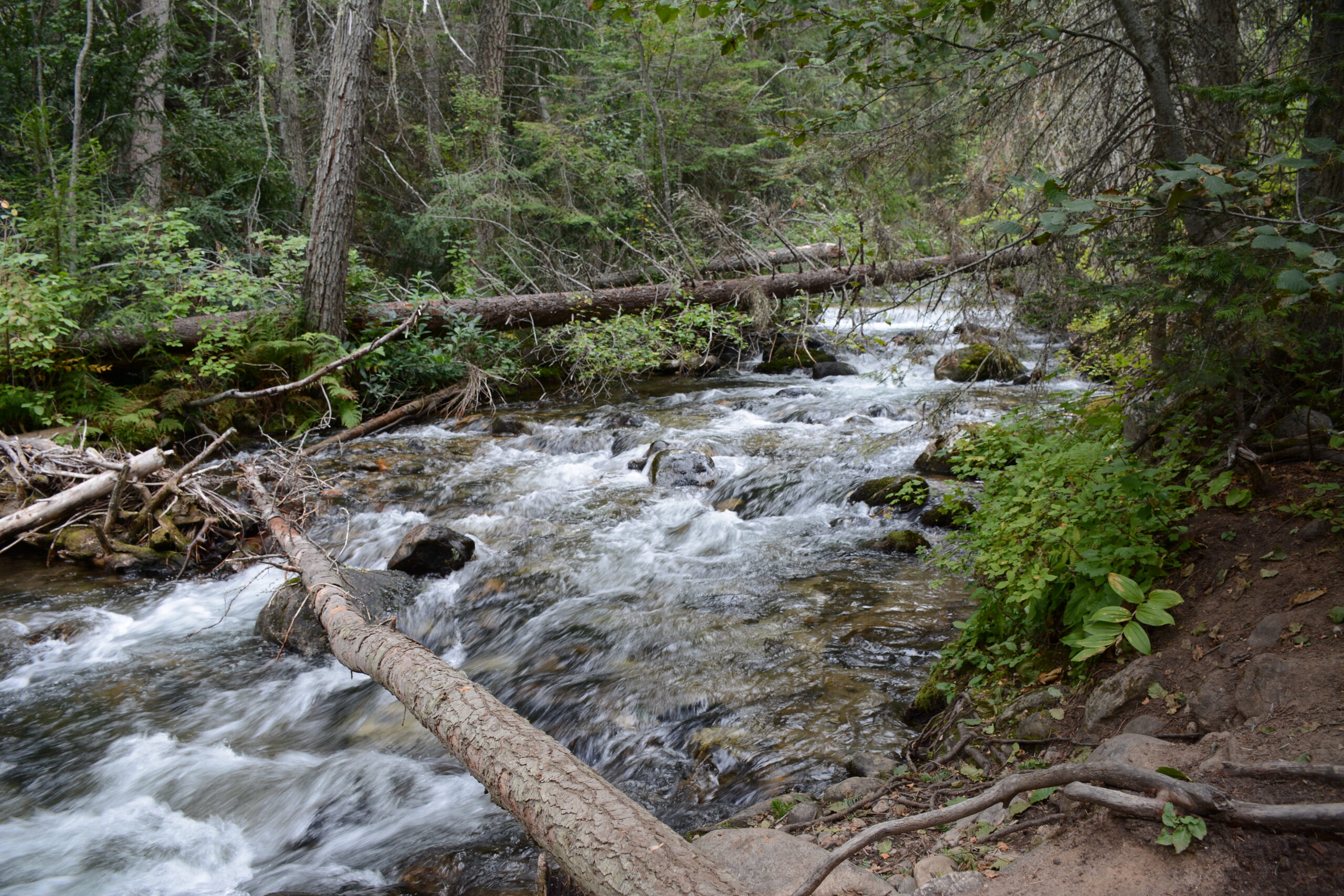 Escape to a Mountainside Retreat in Missoula at Blue Mountain B&B