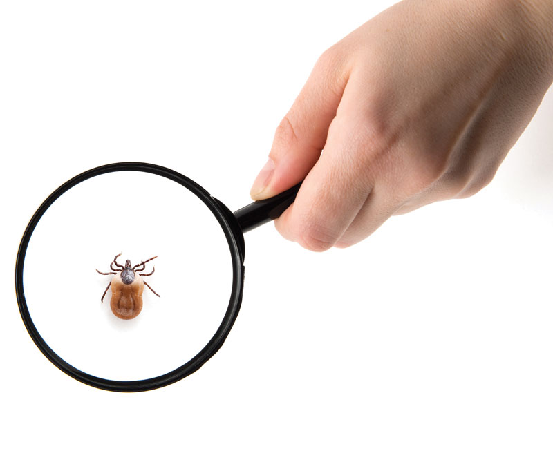 Can Lyme Disease Cause Food Allergies?