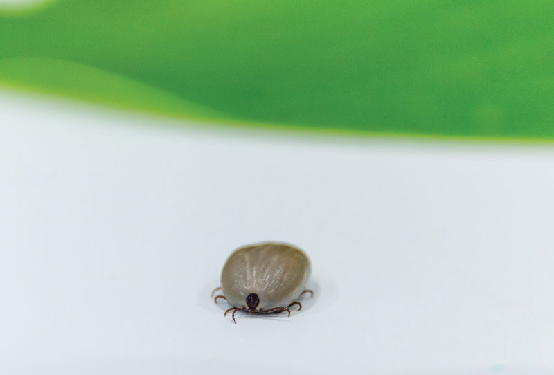 Lyme Disease: The Great Imitator