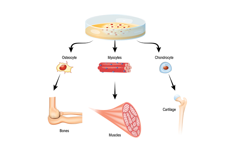 Stem Cell Treatment Is Incredibly Safe – and Far Safer Than Drugs