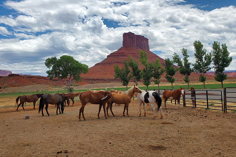 Horses