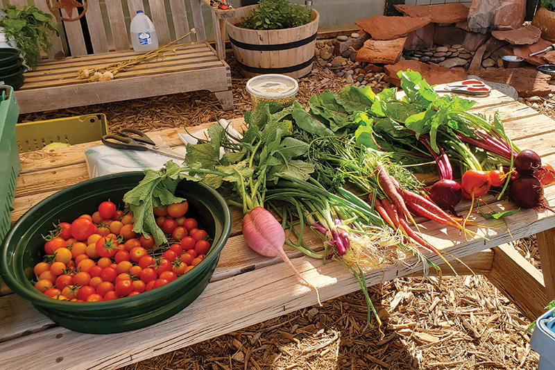 Freshly picked vegatables