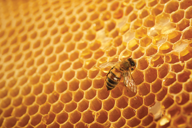 Hey, Honey! The Awesome Power of the Tiny Honeybee