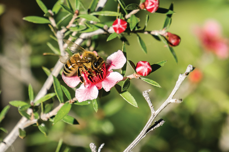 The Mystique of Manuka, The Superhero of Honeys